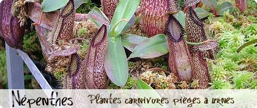 Quel Népenthes en vente ? - Page 2 Népenthes