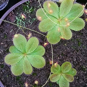 Fiche drosera tubéreux