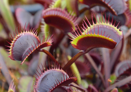 Dionaea muscipula : L'Encyclopédie Complète pour les Passionnés